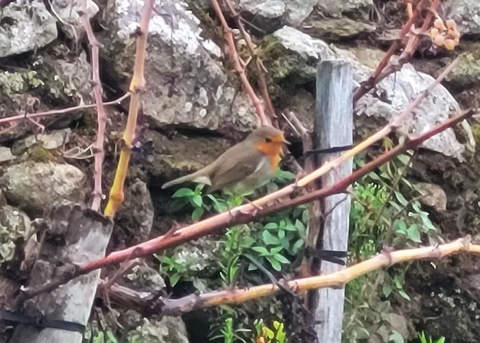 Alpesi faház Do Rei *